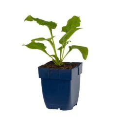 Weißer Sonnenhut (Echinacea Purpurea 'Alba'), 4 Stück -Vogel Futter Geschaft 810290120 echinacea purp alba studio 1