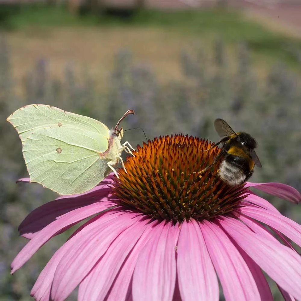 Purpur-Sonnenhut 'Magnus' (Echinacea Purpurea), 4 Stück 4 Purpur-Sonnenhut 'Magnus' (Echinacea Purpurea), 4 Stück - Image 2