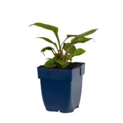 Purpur-Sonnenhut 'Magnus' (Echinacea Purpurea), 4 Stück 8 Purpur-Sonnenhut 'Magnus' (Echinacea Purpurea), 4 Stück -Vogel Futter Geschaft 810300120 echinacea purpurea magnus studio 1