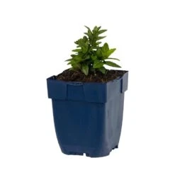 Garten-Schönaster (Kalimeris Incisa), 4 Stück -Vogel Futter Geschaft 810350120 kalimeris incisa studio 1