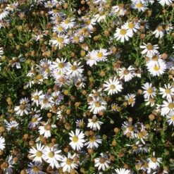 Garten-Schönaster (Kalimeris Incisa), 4 Stück -Vogel Futter Geschaft 810350120 kalimeris incisa 1