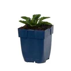 Margerite 'Maikönigin' (Leucanthemum), 4 Stück -Vogel Futter Geschaft 810360120 kalimeris incisa nana blue studio 1 1