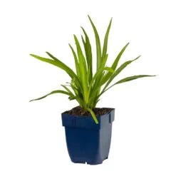 Prachtscharte (Liatris Spicata), 4 Stück 6 Prachtscharte (Liatris Spicata), 4 Stück -Vogel Futter Geschaft 810390120 liatris spicata studio 1