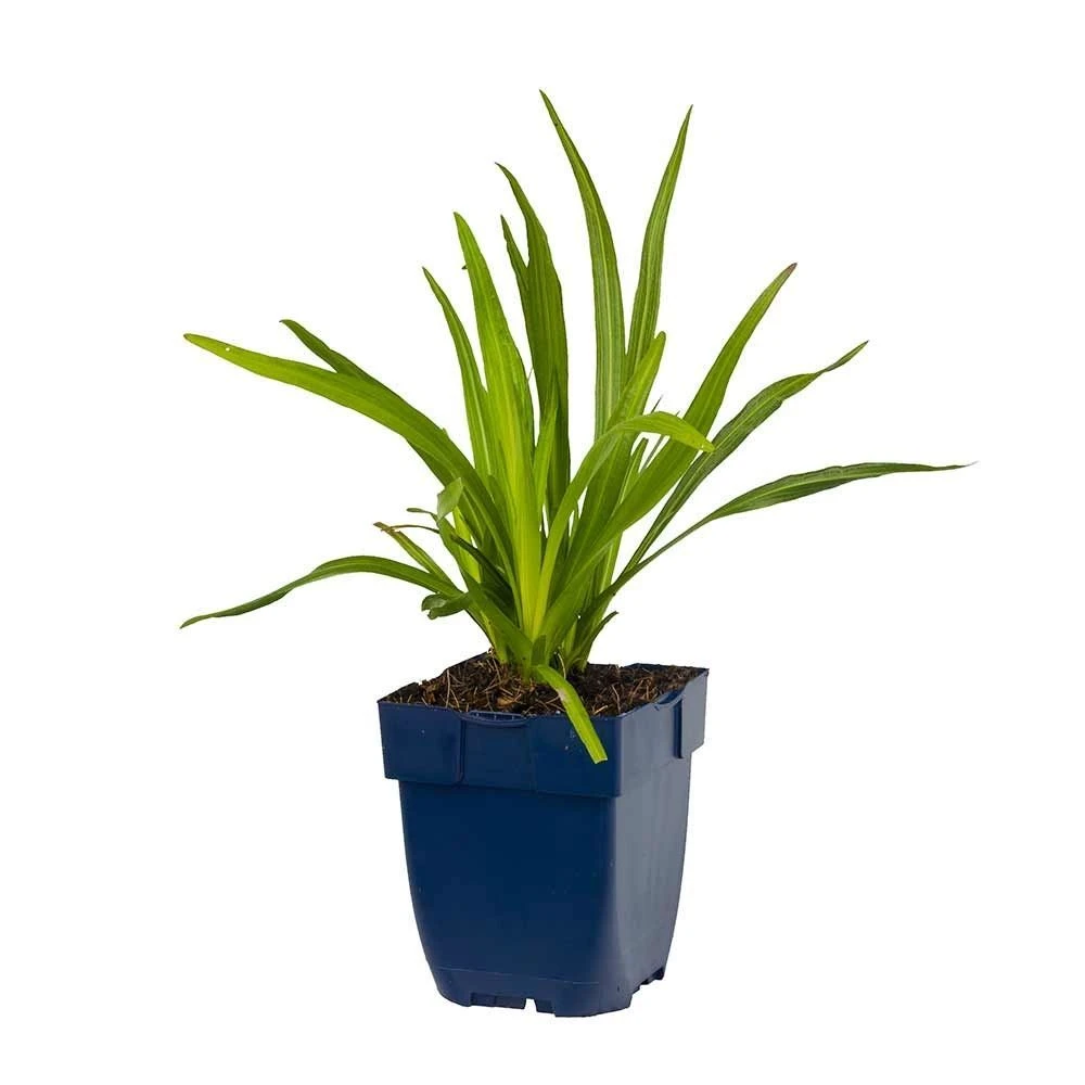 Prachtscharte (Liatris Spicata), 4 Stück 4 Prachtscharte (Liatris Spicata), 4 Stück - Image 2