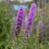 Prachtscharte (Liatris Spicata), 4 Stück -Vogel Futter Geschaft 810390120 liatris spicata 1
