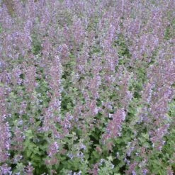 Katzenminze 'Six Hills Giant' (Nepeta Faassenii), 4 Stück