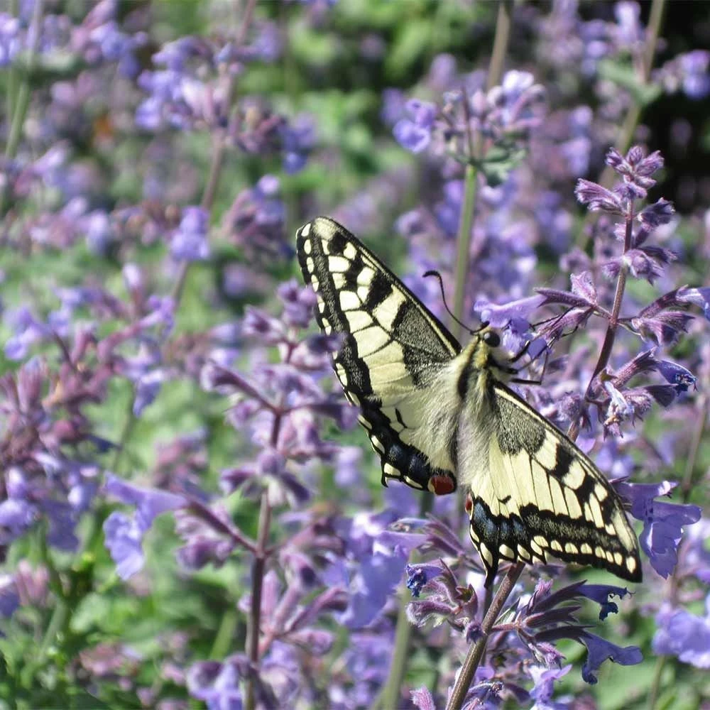 Katzenminze 'Walker's Low' (Nepeta Faassenii), 4 Stück 3 Katzenminze 'Walker's Low' (Nepeta Faassenii), 4 Stück