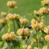 Brandkraut (Phlomis Russeliana), 4 Stück