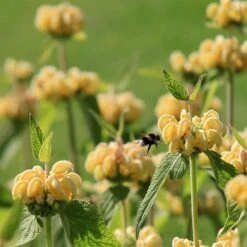 Brandkraut (Phlomis Russeliana), 4 Stück