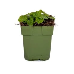 Zitronenmelisse (Melissa Officinalis), 4 Stück -Vogel Futter Geschaft 810540120 dv 0163 1 1