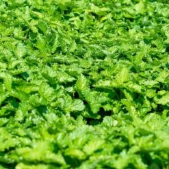 Zitronenmelisse (Melissa Officinalis), 4 Stück