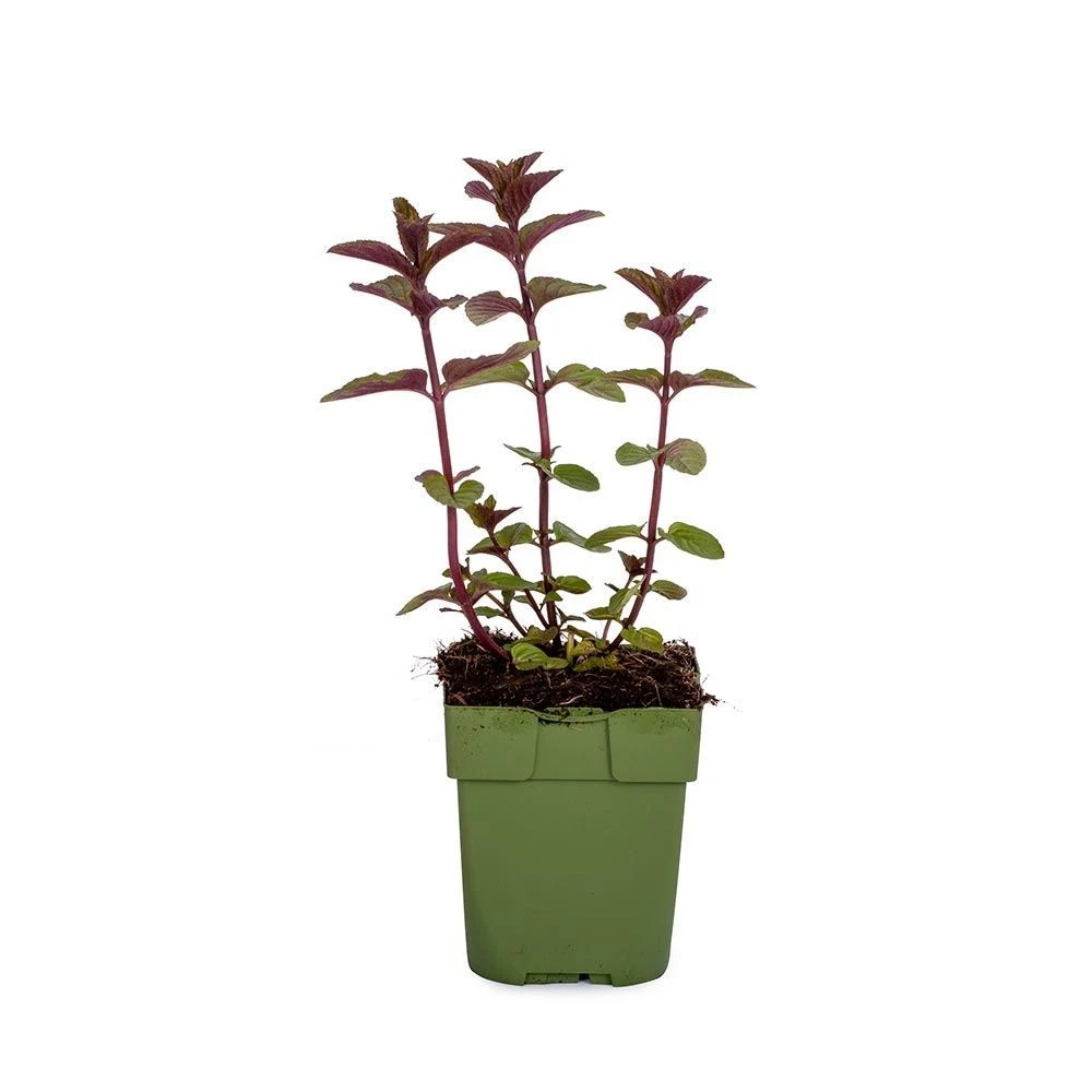 Schokoladen-Minze (Mentha Pip. 'Chocolate'), 4 Stück 4 Schokoladen-Minze (Mentha Pip. 'Chocolate'), 4 Stück – Bild 2