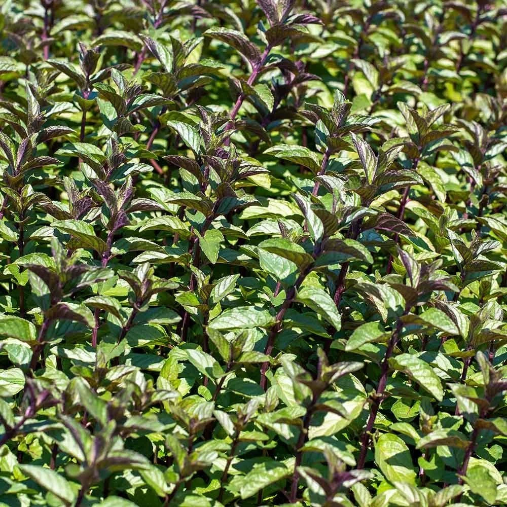 Schokoladen-Minze (Mentha Pip. 'Chocolate'), 4 Stück 3 Schokoladen-Minze (Mentha Pip. 'Chocolate'), 4 Stück