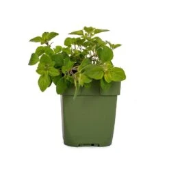 Echter Dost (Origanum Vulgare), 4 Stück -Vogel Futter Geschaft 810590120 dv 0157 1