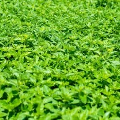 Echter Dost (Origanum Vulgare), 4 Stück -Vogel Futter Geschaft 810590120 origanum vulgare dv 0409 1