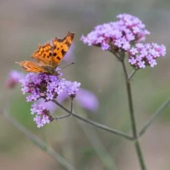 Eisenkraut (Verbena Bonariensis), 8 Stück -Vogel Futter Geschaft 89016 1 1