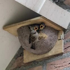 Kunstnistkasten Mehlschwalbe Einzeln (Eingang Rechts) 9 Kunstnistkasten Mehlschwalbe Einzeln (Eingang Rechts) -Vogel Futter Geschaft 90052 mehlschwalben nistkasten 1