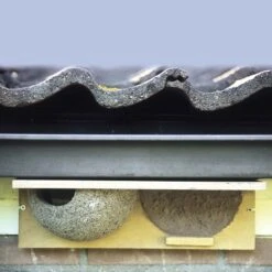 Nestvorgabe Mehlschwalbe