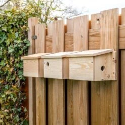 Vogel Futter Geschaft 28 Vogel Futter Geschaft -Vogel Futter Geschaft 901670120 901690120 901680120 house sparrow multi box sw low res 9474