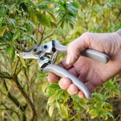 Gartenschere Klassisch