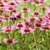 Purpur-Sonnenhut (Echinacea Purpurea), 8 Stück -Vogel Futter Geschaft 95288 4 1
