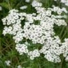 Sumpf-Schafgarbe (Achillea Ptarmica 'The Pearl'), 4 Stück 1 Sumpf-Schafgarbe (Achillea Ptarmica 'The Pearl'), 4 Stück -Vogel Futter Geschaft 95290 2 1