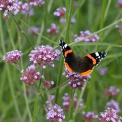 Eisenkraut (Verbena Bonariensis), 8 Stück -Vogel Futter Geschaft 95370 1 1