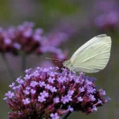 Eisenkraut (Verbena Bonariensis), 8 Stück -Vogel Futter Geschaft 95370 1 1