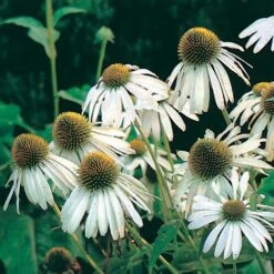 Weißer Sonnenhut (Echinacea Purpurea 'Alba'), 4 Stück -Vogel Futter Geschaft 95613 1