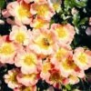 Rose Bijenweelde® Apricot, Im Topf -Vogel Futter Geschaft bijenweelde r apricot 80154