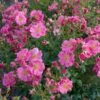 Rose Bijenweelde® Rosa, Im Topf -Vogel Futter Geschaft bijenweelde r rosa 80157