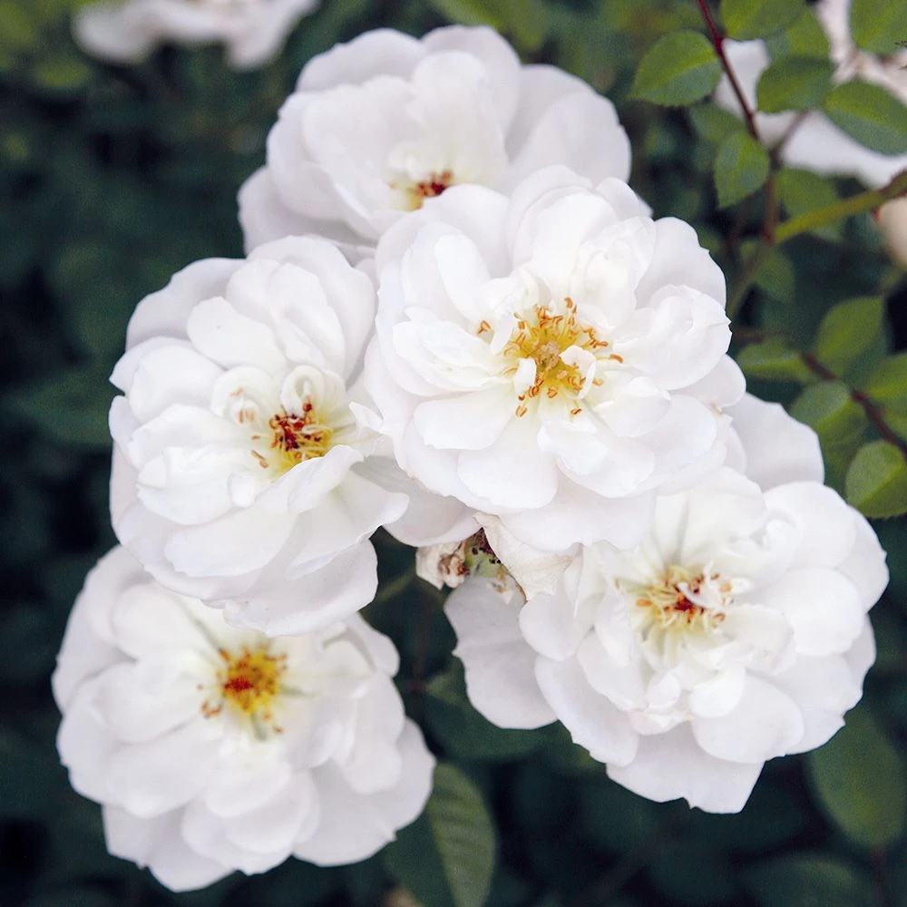 Rose Bijenweelde® Weiß, Im Topf 3 Rose Bijenweelde® Weiß, Im Topf