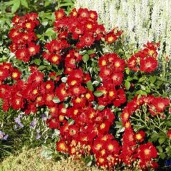Rose Bijenweelde® Rot, Im Topf -Vogel Futter Geschaft bijenweelde rot 80153 1