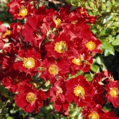 Rose Bijenweelde® Rot, Im Topf