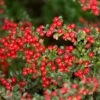 Zwergmispel (Cotoneaster Dammeri), 8 Stück -Vogel Futter Geschaft dwergmispel 95212 2 2
