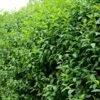 Liguster (Ligustrum Vulg. Atrovirens) Im Topf 125-150 Cm -Vogel Futter Geschaft heckenliguster 2