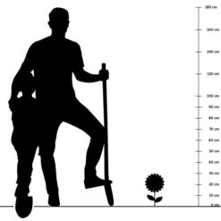 Aroma-Thymian (Thymus Vulgaris 'Faustini'), 4 Stück -Vogel Futter Geschaft silhouette 30cm 2 1 1