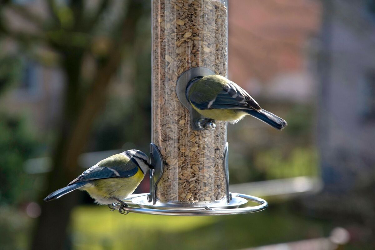 Vogel Futter Geschaft 2 Vogel Futter Geschaft -Vogel Futter Geschaft s l1200